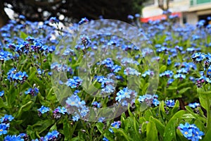 Forget-me-nots. Myosotis flowering blue plants in the family Boraginaceae. Forget-me-nots or scorpion grasses. Myosotis