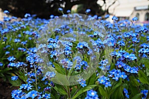 Forget-me-nots. Myosotis flowering blue plants in the family Boraginaceae. Forget-me-nots or scorpion grasses. Myosotis