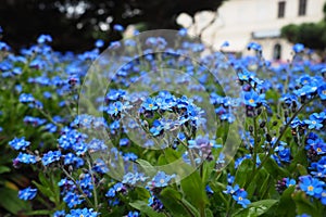 Forget-me-nots. Myosotis flowering blue plants in the family Boraginaceae. Forget-me-nots or scorpion grasses. Myosotis