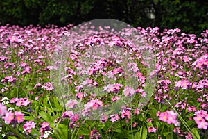 Forget-me-nots. Myosotis flowering pink plants in the family Boraginaceae. Forget-me-nots or scorpion grasses. Myosotis