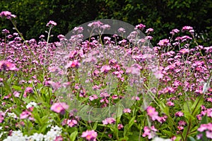 Forget-me-nots. Myosotis flowering pink plants in the family Boraginaceae. Forget-me-nots or scorpion grasses. Myosotis