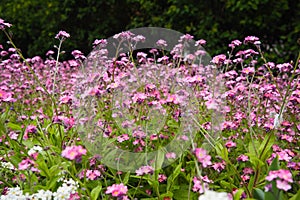 Forget-me-nots. Myosotis flowering pink plants in the family Boraginaceae. Forget-me-nots or scorpion grasses. Myosotis