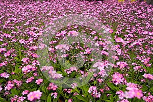 Forget-me-nots. Myosotis flowering pink plants in the family Boraginaceae. Forget-me-nots or scorpion grasses. Myosotis