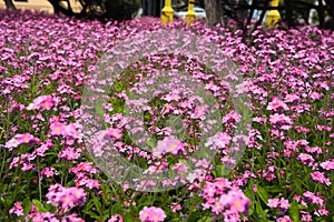 Forget-me-nots. Myosotis flowering pink plants in the family Boraginaceae. Forget-me-nots or scorpion grasses. Myosotis