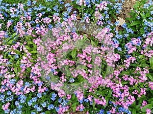 Forget-me-nots. Myosotis flowering plants in the family Boraginaceae. Forget-me-nots or scorpion grasses. Myosotis