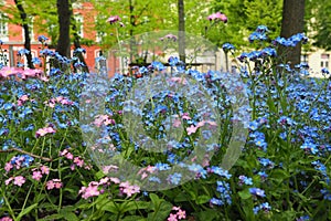 Forget-me-nots. Myosotis flowering plants in the family Boraginaceae. Forget-me-nots or scorpion grasses. Myosotis