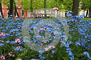 Forget-me-nots. Myosotis flowering plants in the family Boraginaceae. Forget-me-nots or scorpion grasses. Myosotis