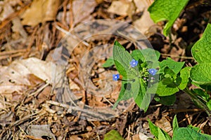 Forget-me-nots, Myosotis scorpiodes