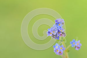 Forget-me-nots, Myosotis sylvatica