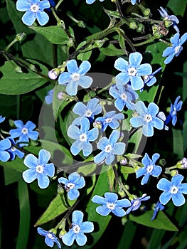 Forget-me-nots. Pale blue flowers, a symbol of loyalty