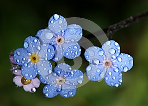 Forget-Me-Nots with Raindrops photo