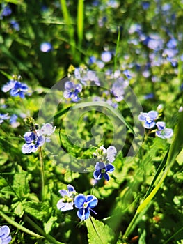 Forget me nots in the sunshine