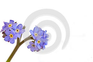 Forget me nots on a white background