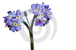 Forget me nots on a white background