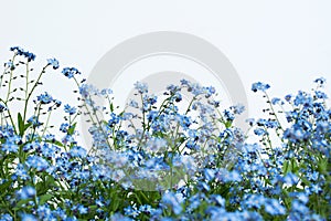 Forget-me-nots on white background