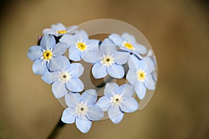 Forgetmenot