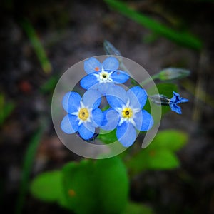 Forgetmenot