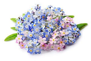 Forgetmenot flowers