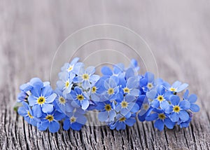 Forgetmenot flowers