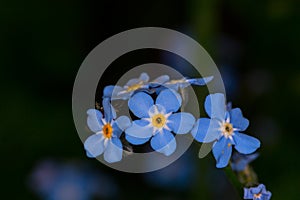 Forgetmenot