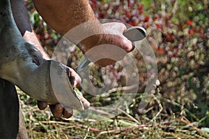 Forging hooves