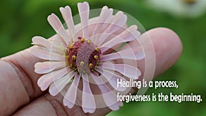 Forgiveness Inspirational words - Healing is a process. Forgiveness is the beginning. With zinnia flower in hand