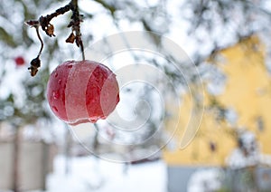 A forgotten apple in the apple tree