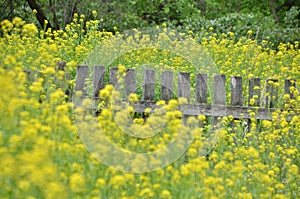 Forgotten fence