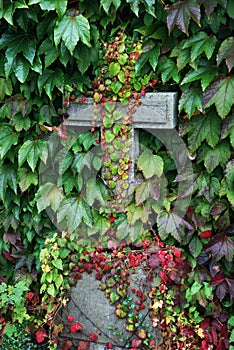 Forgotten grave overgrown with ivy