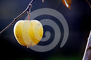 forgotten in a harvest yellow apple on a twig of tree in an orchard photo