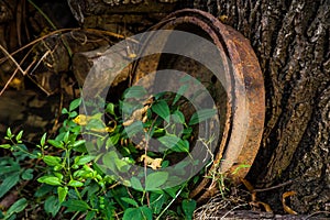 Forgotten old rusty vehicle brake drum with tree trunk vegetation and evening sun