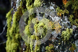 Forgotten Overgrown lichen stone. Generate Ai