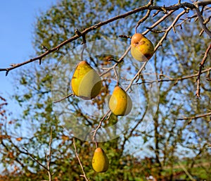 Forgotten pears on bare branches