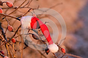 A forgotten red pointed cap from St. Nicholas hangs on a frosty rose hip bush at sunrise