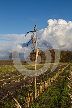 Forgotten, withered plant left and stubbles left on field after harvest