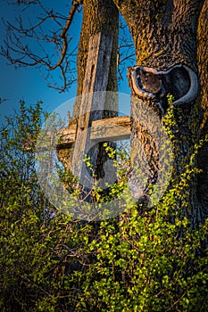 Forgotten wooden cross between trees.