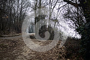Fork between a bend in road and a dirt trail in a forest on a mountain on a cloudy day in winter