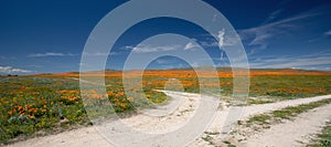Fork in a desert dirt road through California Golden Orange Poppies under blue sky in the high desert of southern California