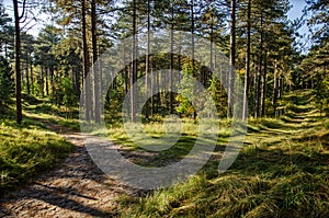 Fork in a forest path photo