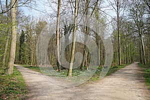 Fork in a forest path photo