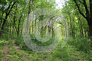 Fork in a forest road