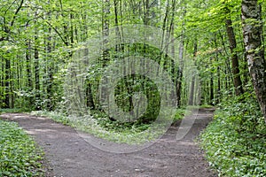 fork in the forest road