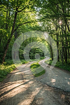 Fork in a forest road in a beautiful green forest