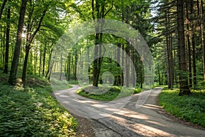 Fork in a forest road in a beautiful green forest