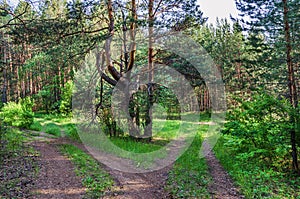 Fork in the forest road