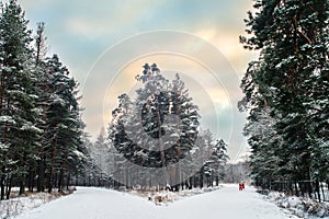 Fork on a forest road
