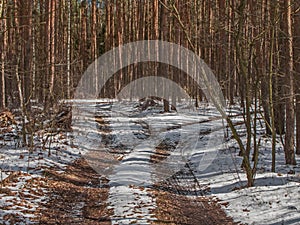 Fork of a forest road in the winter.