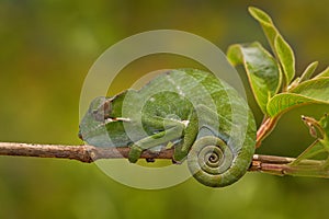Fork-nosed Chameleon, Furcifer bifidus, sitting on the tree branch in the nature habitat, Ranomafana NP. Endemic Lizard from