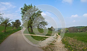 Fork in the road