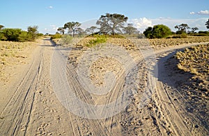 A fork in the road in a savannah landscape